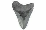 Fossil Megalodon Tooth - Georgia #338686-1